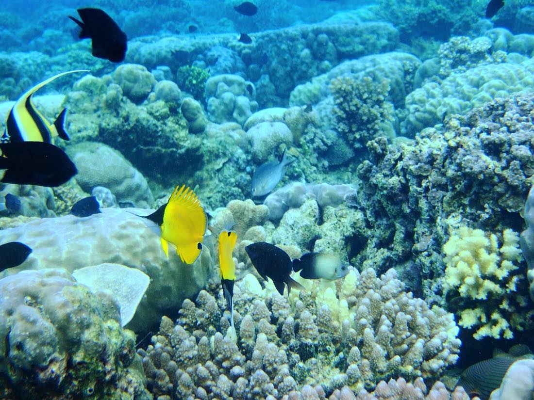 Bunaken